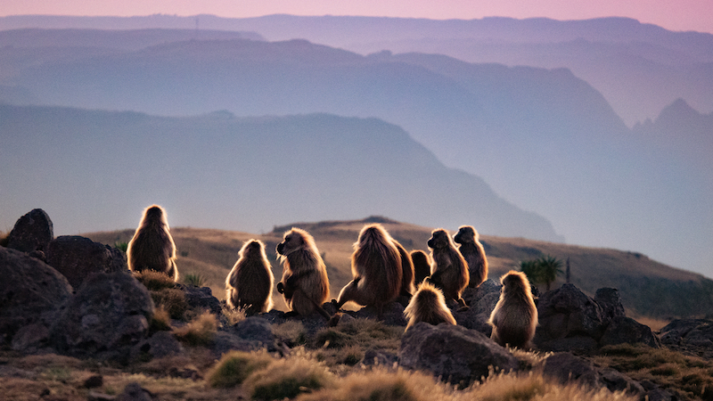 Bale Mountains